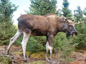 Jaga älg i Sverige 1