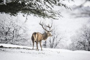 Ett majestätiskt djur